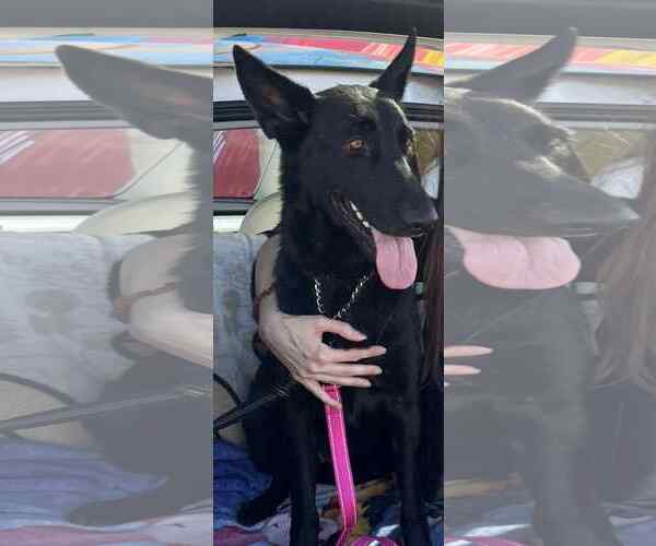 Medium Photo #4 German Shepherd Dog Puppy For Sale in Plantation, FL, USA