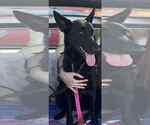 Small #3 German Shepherd Dog