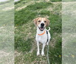 Small Photo #2 English Coonhound Puppy For Sale in Evansville, IN, USA