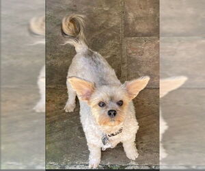 Mutt Dogs for adoption in Greensboro, NC, USA