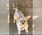 Small #1 Mutt