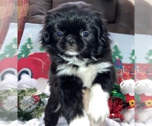 Jatzu Dog for Adoption in SALEM, Oregon USA