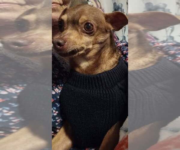 Medium Photo #3 Chihuahua Puppy For Sale in Arlington, VA, USA