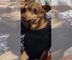 Otis - Male Chihuahua Dog for Adoption - Photo #2