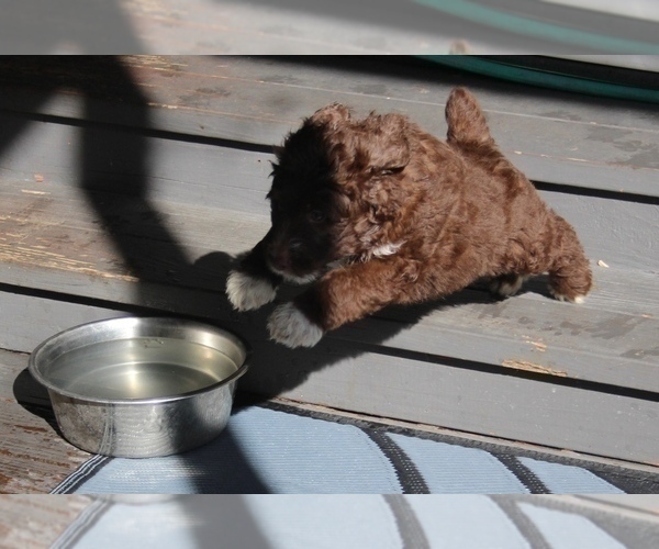 Medium Photo #17 Bordoodle Puppy For Sale in JACKSONVILLE, FL, USA