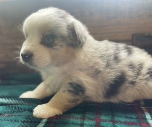 Australian Shepherd Puppy for sale in DRUMMONDS, TN, USA