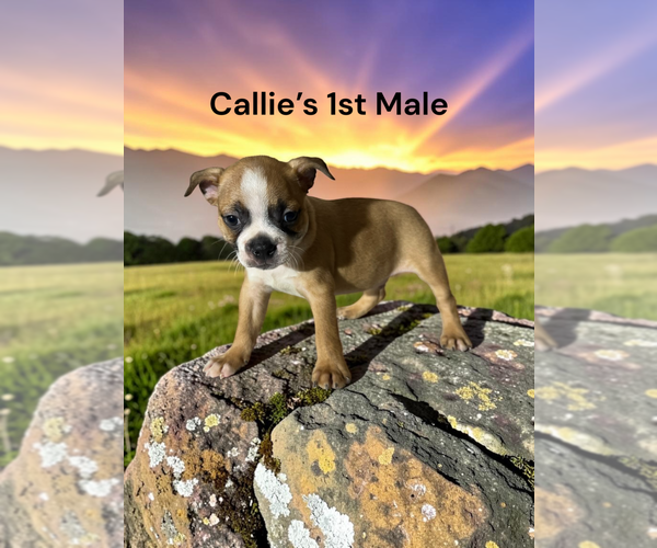 Medium Photo #1 Boston Terrier Puppy For Sale in EWING, KY, USA