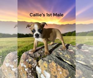Boston Terrier Puppy for sale in EWING, KY, USA