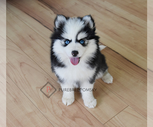 Pomsky Puppy for sale in KANSAS CITY, MO, USA