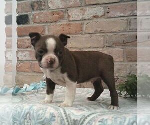 Boston Terrier Puppy for sale in HOT SPRINGS, SD, USA