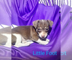 Chipin Puppy for Sale in LOST SPRINGS, Kansas USA