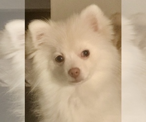 Pomeranian Puppy for sale in LUTHERVILLE, MD, USA