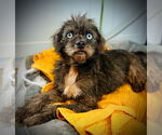 Small #1 Pug Mix
