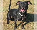 Small #1 American Pit Bull Terrier Mix