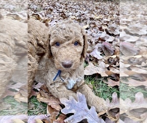 Goldendoodle Puppy for Sale in FAIRBURN, Georgia USA