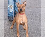 Small Photo #3 American Staffordshire Terrier-Red Heeler Mix Puppy For Sale in Huntley, IL, USA