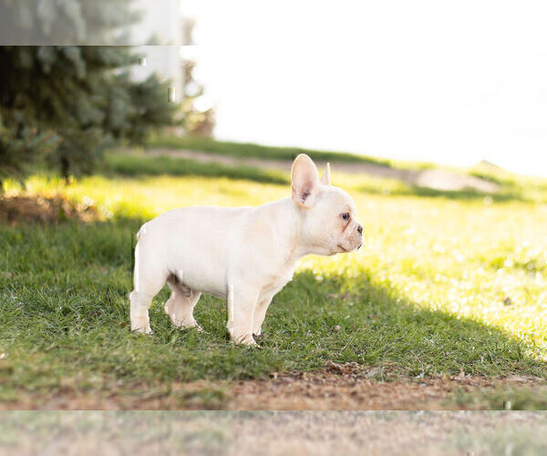 Medium Photo #8 French Bulldog Puppy For Sale in WARSAW, IN, USA