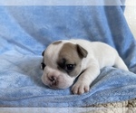 Puppy 4 French Bulldog