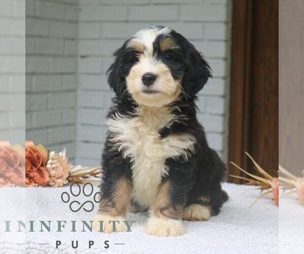 Medium Photo #4 Bernedoodle (Miniature) Puppy For Sale in NARVON, PA, USA