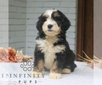 Small #3 Bernedoodle (Miniature)
