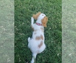 Small Photo #4 Cavalier King Charles Spaniel Puppy For Sale in FRISCO, TX, USA