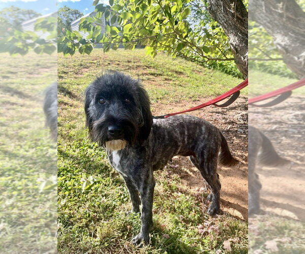 Medium Photo #3 Mutt Puppy For Sale in Candler, NC, USA
