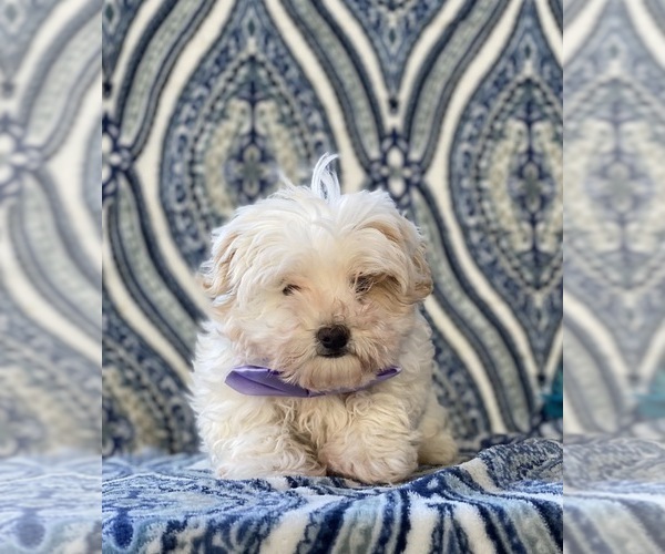 Medium Photo #5 Maltipoo Puppy For Sale in LANCASTER, PA, USA