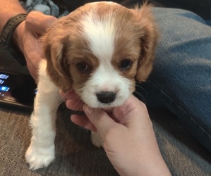 Cavalier King Charles Spaniel Puppy for sale in LOUISVILLE, KY, USA