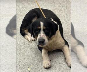 Bernese Mountain Dog-Unknown Mix Dogs for adoption in Conroe, TX, USA