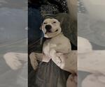 Small #1 American Pit Bull Terrier