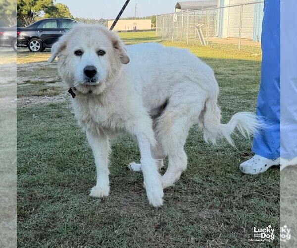 Medium Photo #2 Great Pyrenees-Unknown Mix Puppy For Sale in Washington, DC, USA