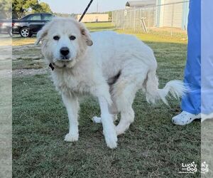 Juniper - Female Great Pyrenees-Unknown Mix Dog for Adoption - Photo #2