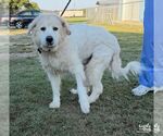 Small Photo #2 Great Pyrenees-Unknown Mix Puppy For Sale in Washington, DC, USA