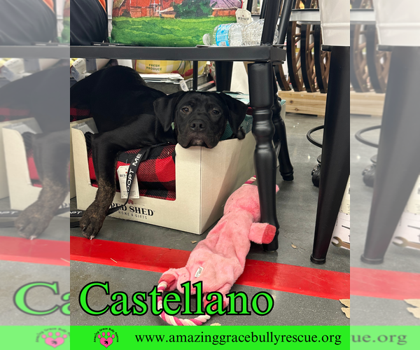 Medium Photo #9 Rottweiler-American Pit Bull Terrier Puppy For Sale in Pensacola, FL, USA