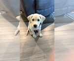 Small #2 Labrador Retriever