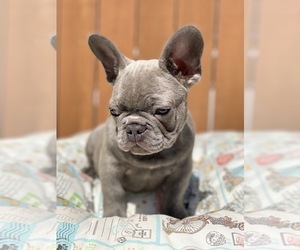French Bulldog Puppy for sale in OJAI, CA, USA