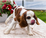 Small Photo #12 Cavalier King Charles Spaniel Puppy For Sale in WAKARUSA, IN, USA