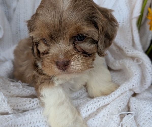 Medium Photo #4 Cock-A-Poo Puppy For Sale in GOSHEN, IN, USA