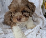Small Photo #79 Cock-A-Poo Puppy For Sale in GOSHEN, IN, USA
