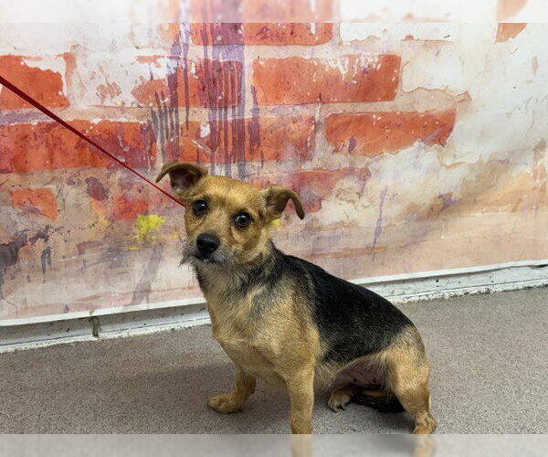 Medium Photo #1 Mutt Puppy For Sale in San Bernardino, CA, USA