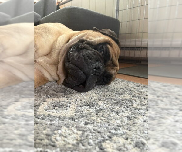 Medium Photo #4 Bullmastiff Puppy For Sale in Cranford, NJ, USA