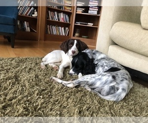 English Springer Spaniel Puppy for sale in PORTLAND, OR, USA