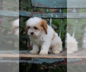 Cavapoo Puppy for sale in CAPON BRIDGE, WV, USA