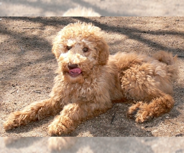 Medium Photo #5 Australian Labradoodle-Poodle (Standard) Mix Puppy For Sale in WILSON, CT, USA