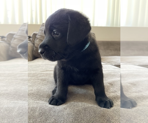 Medium Photo #1 Labrador Retriever Puppy For Sale in PERRIS, CA, USA