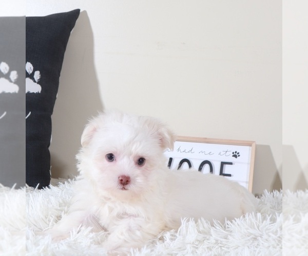Medium Photo #3 Havanese Puppy For Sale in MOUNT VERNON, OH, USA