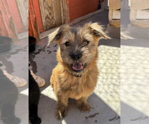Border Terrier Dogs for adoption in Williamsburg, NM, USA