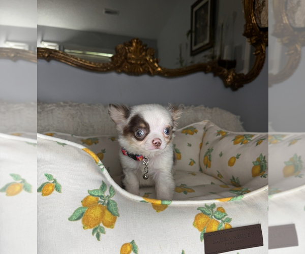 Medium Photo #11 Chihuahua Puppy For Sale in CHARLOTTE, NC, USA