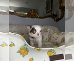 Small #10 Chihuahua