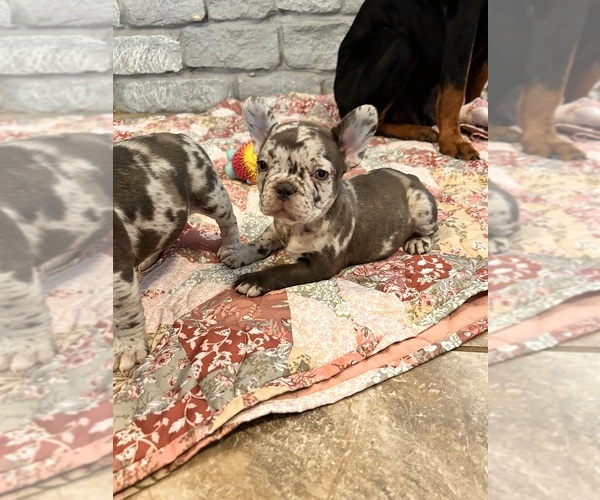 Medium Photo #1 French Bulldog Puppy For Sale in CALDWELL, TX, USA